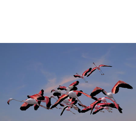 Las distintas especies de flamencos realizan varios movimientos migratorios